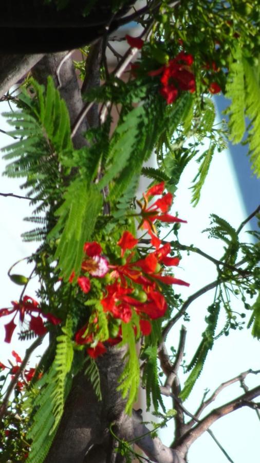 Mapi Des Iles - Homestay *